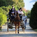 A rischio l’attività di cavalli e carrozza nel centro storico